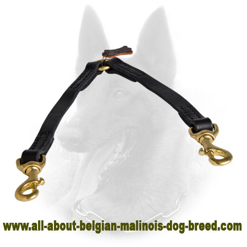 Easy Handling of 2 Belgian Malinois with Leather Coupler