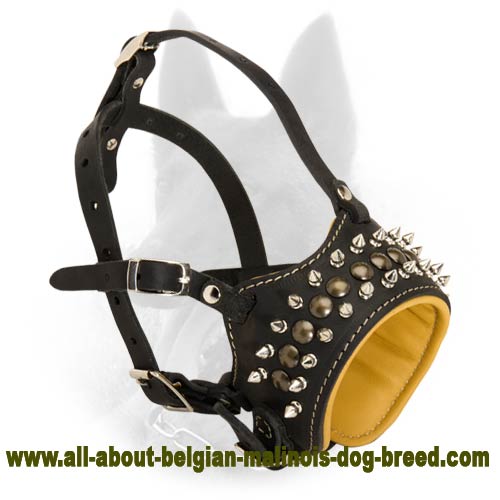 Belgian Malinois Soft Leather Spikes and Studs Dog Muzzle