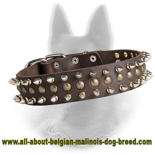 New Leather Belgian Malinois Collar Decorated with 2 Row Spikes and 1 Row Brass Studs