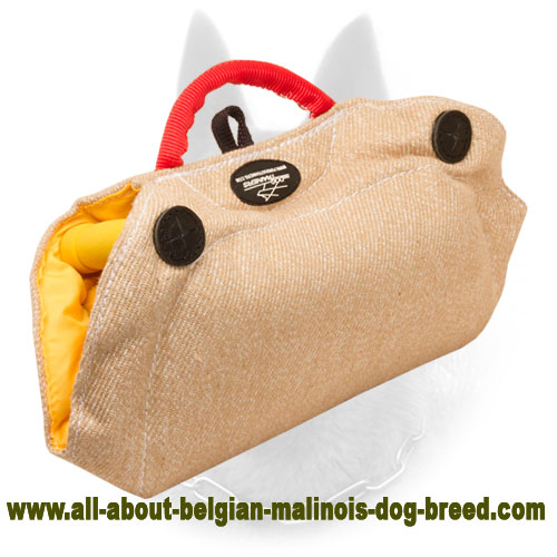 Unique Puppy and Young Belgian Malinois Bite Builder of Jute