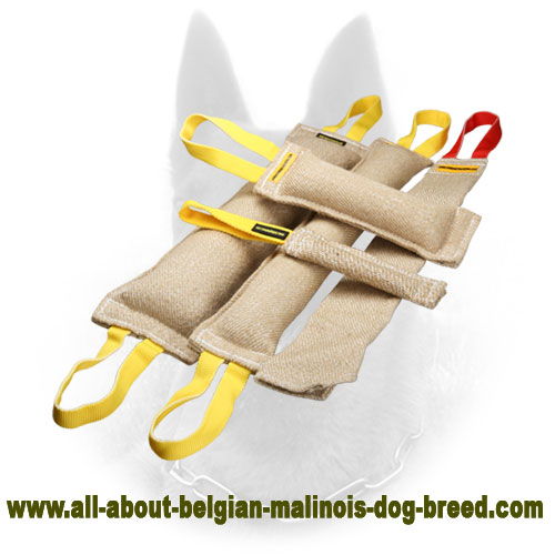 Adult Belgian Malinois Training Set and Amazing Gift