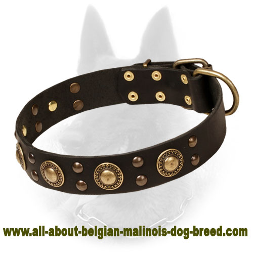 "Space-like" Belgian Malinois Leather Dog Collar