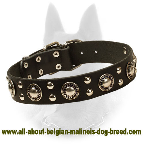 'Rock-n-Roll' Belgian Malinois Leather Dog Collar