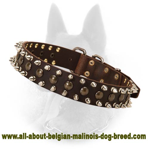 Belgian Malinois Spiked and Studded Rows of Decor on Leather Collar