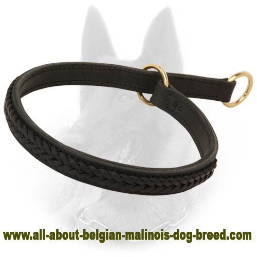 Gorgeous 2 Ply Leather Choke Belgian Malinois Dog Breed Collar