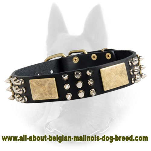 Belgian Malinois Spiked Leather Dog Collar with Old Brass Plates and Nickel Pyramids