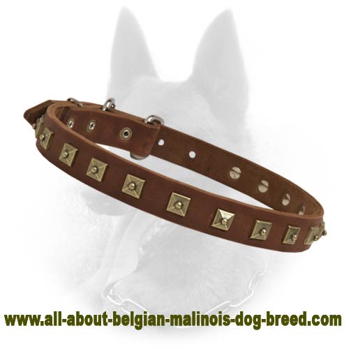 Belgian Malinois "Caterpilla" Brass Studs Leather Handcrafted Collar