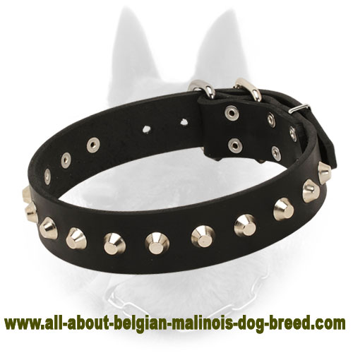 Leather Belgian Malinois Collar "Daily Elegance" with Silver-Like Pyramids