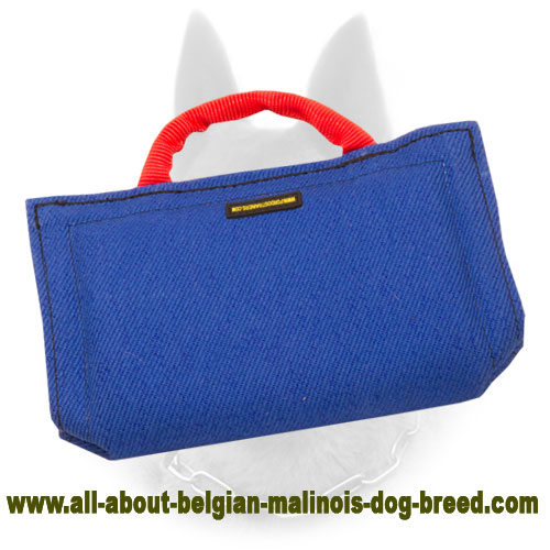 Basic Introduction First Belgian Malinois Bite Sleeve for Puppy