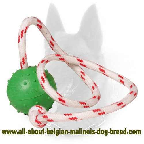 "Joy & Train" Belgian Malinois Water Bite Ball - Small