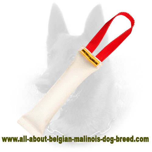 Professional Belgian Malinois Bite Tug of Fire Hose