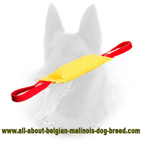 Amazing Belgian Malinois Bite Tug of French Linen Material