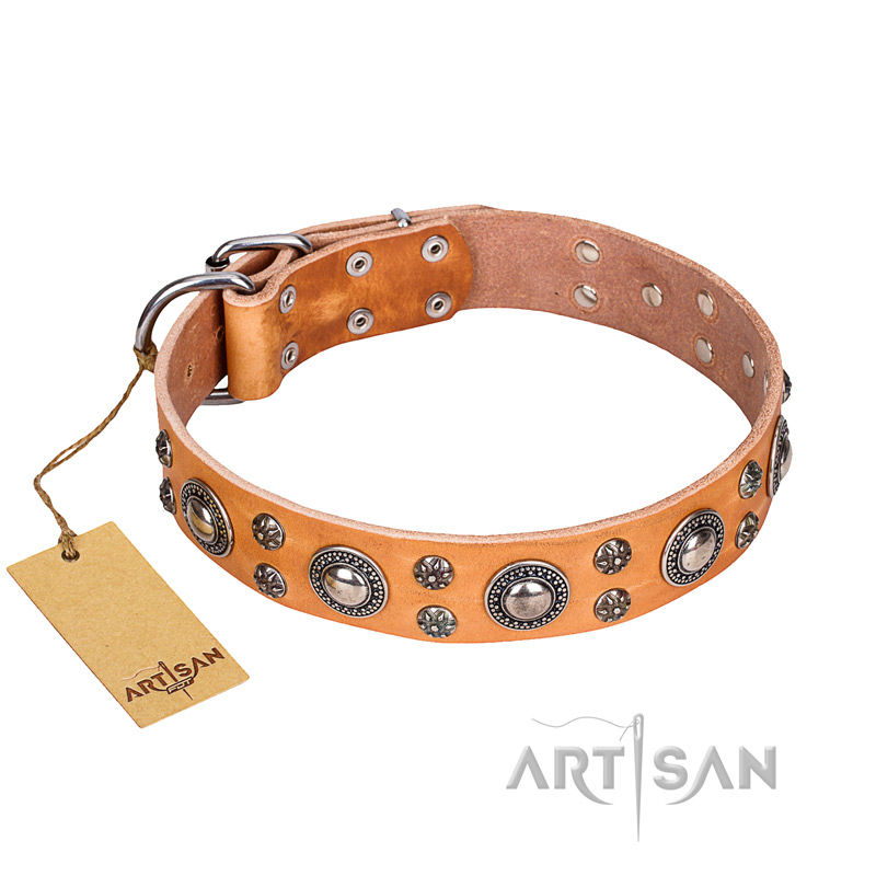 'Extra Sparkle' FDT Artisan Handcrafted Belgian Malinois Tan Leather Dog Collar