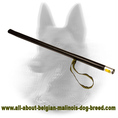 Ideal Agitation Belgian Malinois for Professional Training