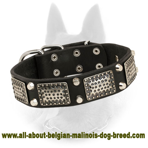 Fashionable War Belgian Malinois Collar with Nickel Plates and Pyramids