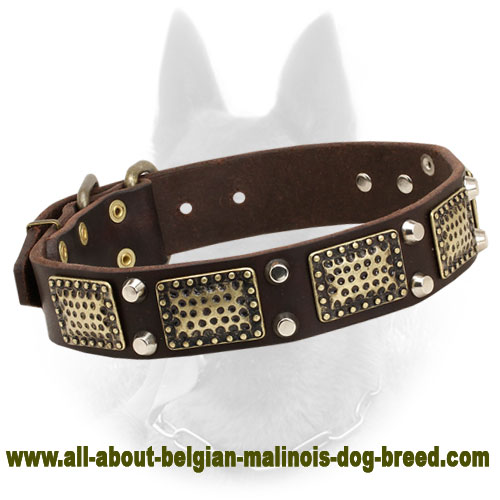 Stylish War Belgian Malinois Collar with Brass Plates and Nickel Pyramids
