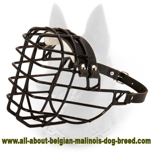 Belgian Malinois Wire Dog Muzzle with Black Rubber Cover
