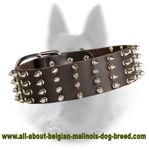 Spiked Belgian Malinois Leather Collar 2 inch Width