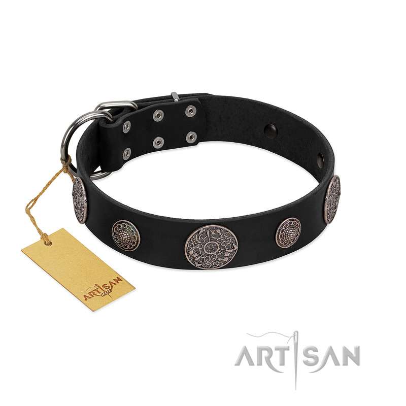 "Ad Infinitum" Durable FDT Artisan Black Leather Belgian Malinois Collar with Chrome Plated Brooches