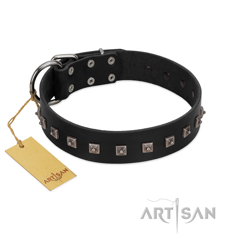 "Natural Beauty" Premium Quality FDT Artisan Black Designer Belgian Malinois Collar with Dotted Studs