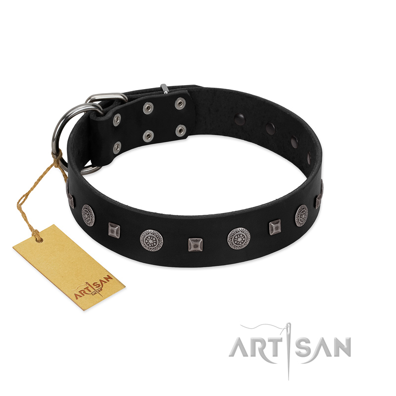 "Mr. Elegance" Designer FDT Artisan Black Leather Belgian Malinois Collar with Silver-Like Studs