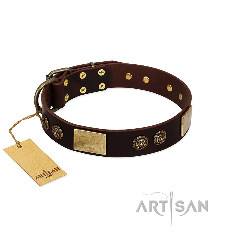 "Bow-Wow Effect" FDT Artisan Brown Leather Belgian Malinois Collar with Plates and Ornate Studs