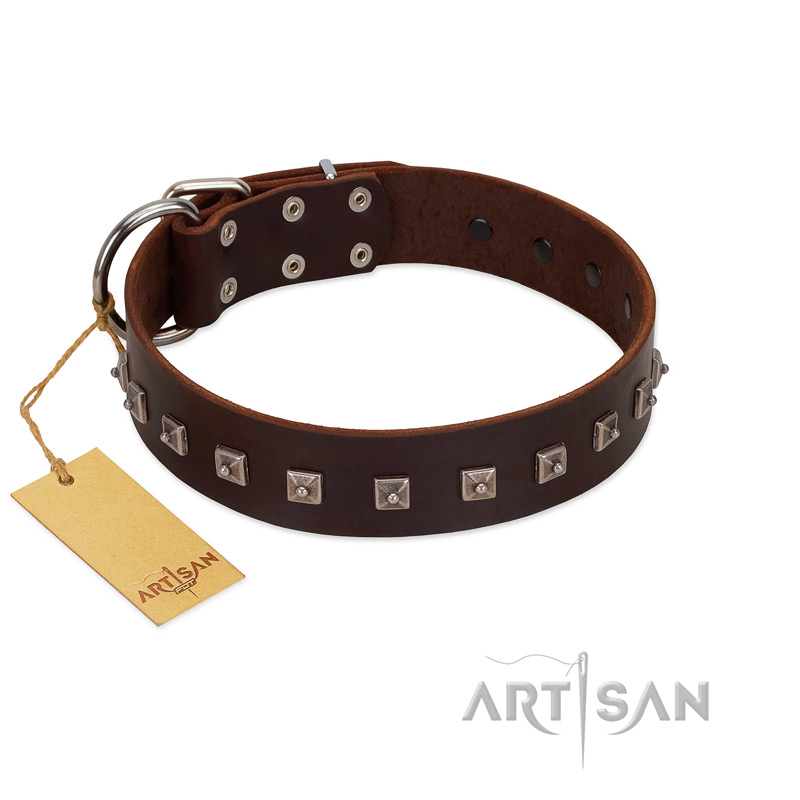 "Kingly Grace" FDT Artisan Brown Leather Belgian Malinois Collar with Silver-like Dotted Studs