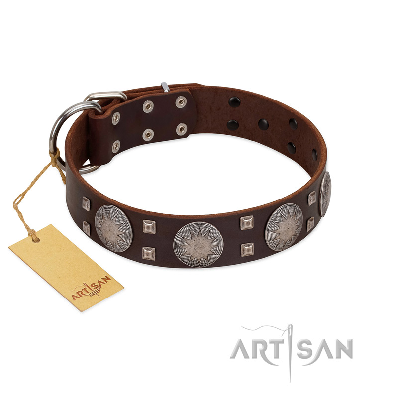 "Sun in Barchans" Modern FDT Artisan Brown Leather Belgian Malinois Collar with Engraved Stars on Round Plates and Studs