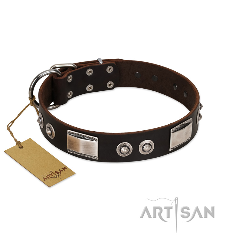 "Baller Status" FDT Artisan Brown Leather Belgian Malinois Collar Adorned with a Set of Chrome Plated Studs and Plates