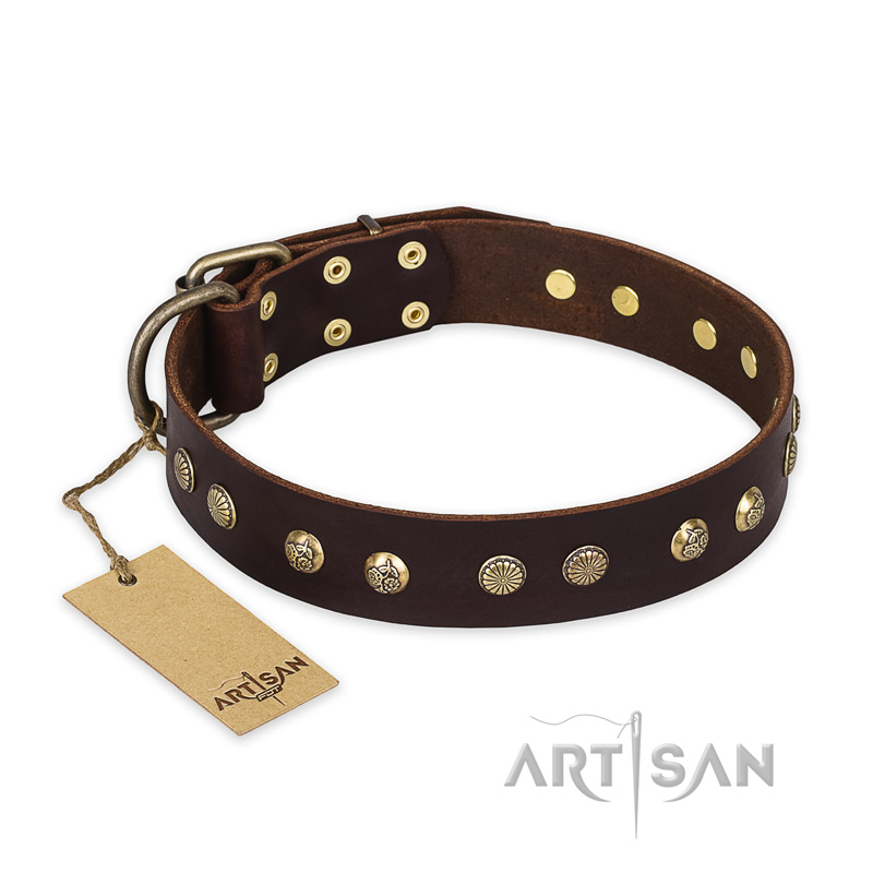 "Bronze Sheen" FDT Artisan Leather Belgian Malinois Collar with Brass-Plated Studs