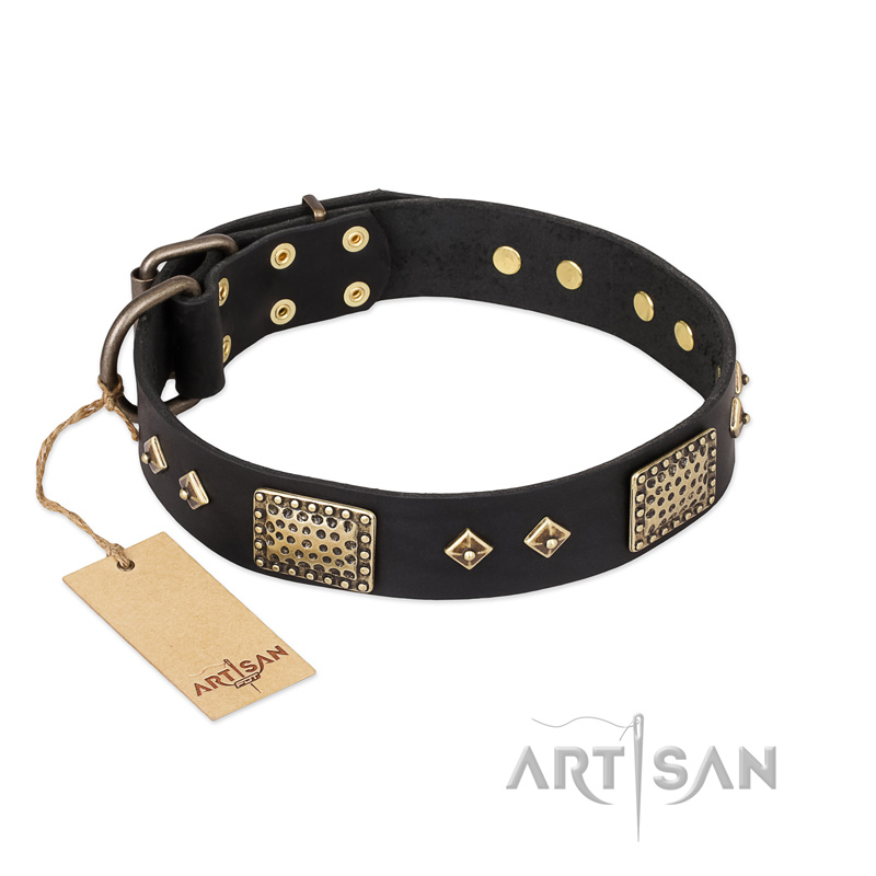 "Jewel Passion" FDT Artisan Fashionable Black Leather Belgian Malinois Collar