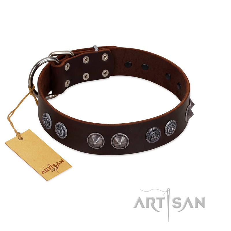 "King Arthur" FDT Artisan Brown Leather Belgian Malinois Collar with Spiky Plates