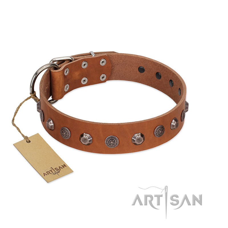 "Silver Age" Fashionable FDT Artisan Tan Leather Belgian Malinois Collar with Silver-Like Studs