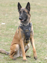 Exclusive Handcrafted Padded Leather Belgian Malinois Harness