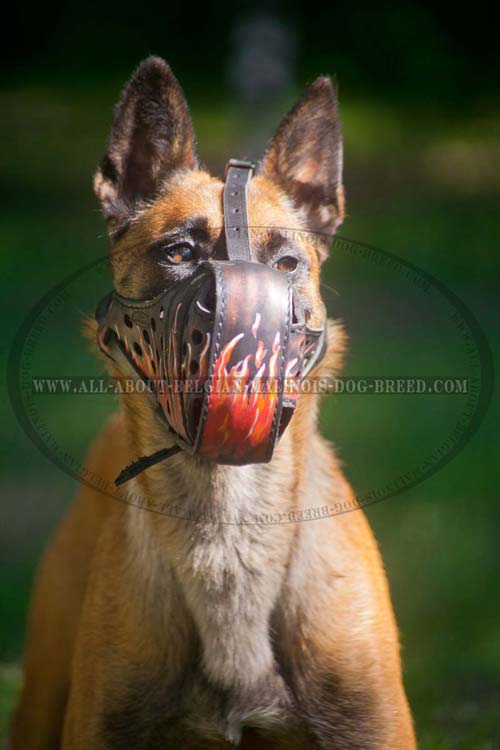 Uncommon Leather Belgian Malinois Muzzle with Hand Painted Red Flames