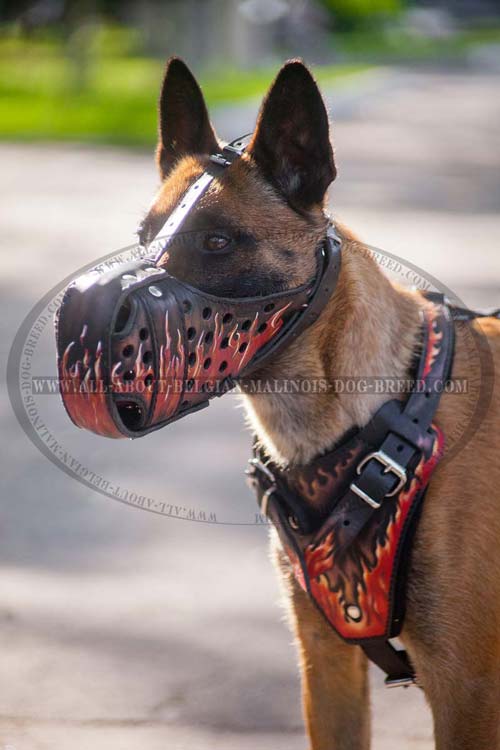 Adjustable Leather Belgian Malinois Muzzle with Painted Red Flames