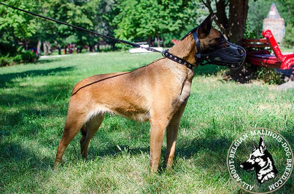 Belgian Malinois leather muzzle for police training