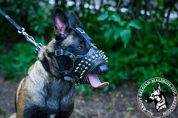 Belgian Malinois leather muzzle to prevent barking