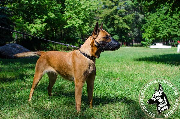 Adjustable Belgian Malinois leather muzzle