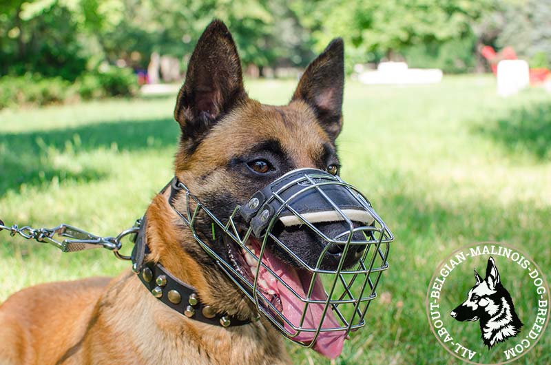 Belgian Malinois Muzzle Size Goldenacresdogs Belgian Malinois Muzzle Size