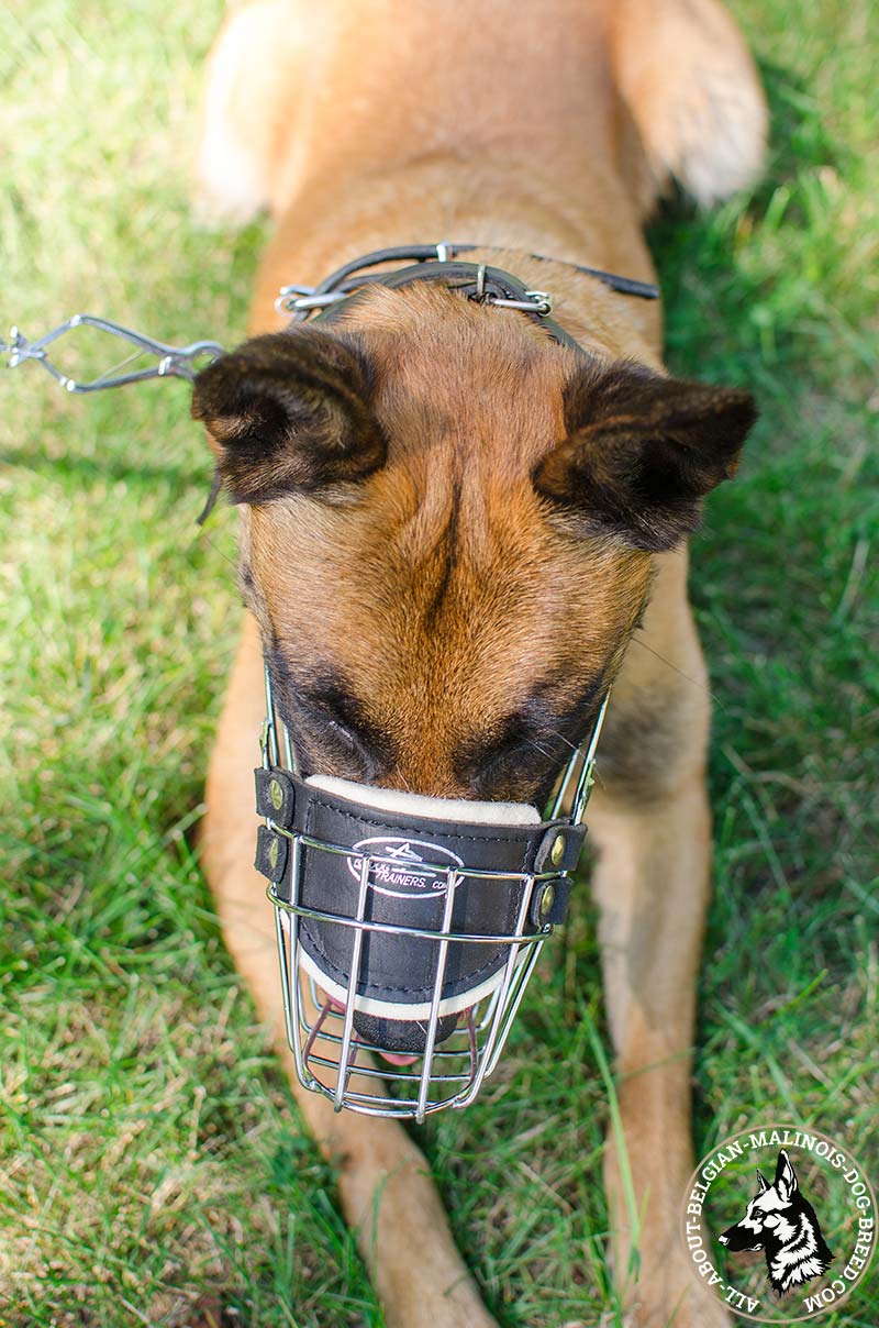 Belgian Malinois Wire Basket Dog Muzzle [M91065 Wire Basket Muzzle