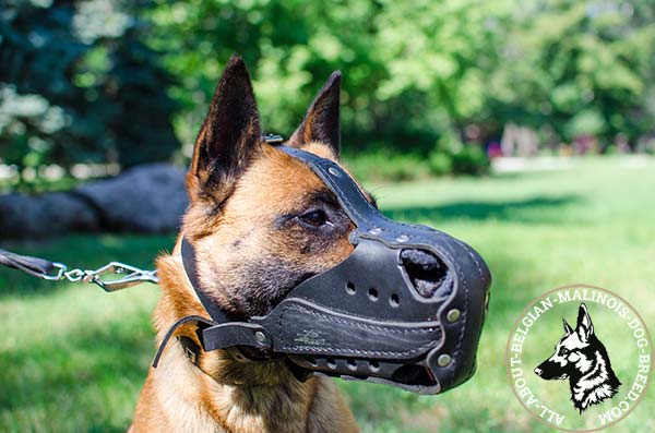 Strong Belgian Malinois leather muzzle