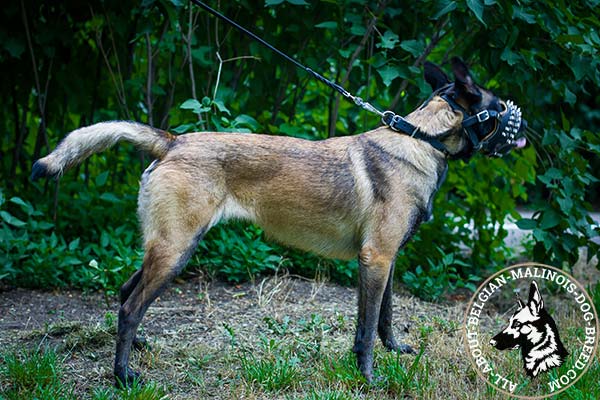 Belgian Malinois muzzle with luxurious padding