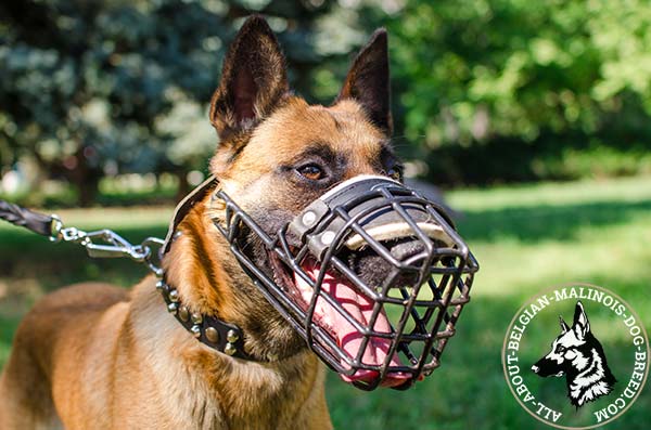 Wire cage padded Belgian Malinois muzzle