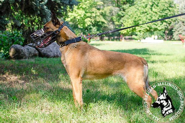 Easy to breathe Belgian Malinois muzzle