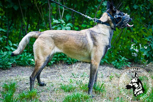 Belgian Malinois muzzle for visiting public places