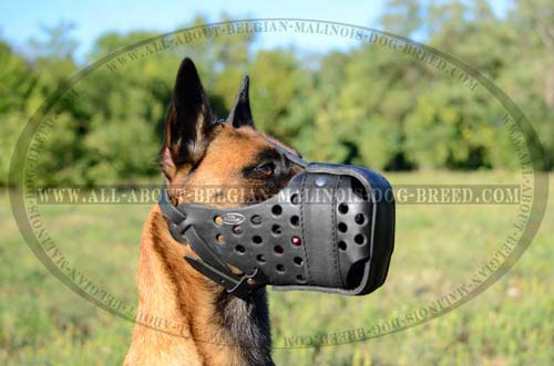 Comfy Belgian Malinois Dog Leather Muzzle Easy Training Activities