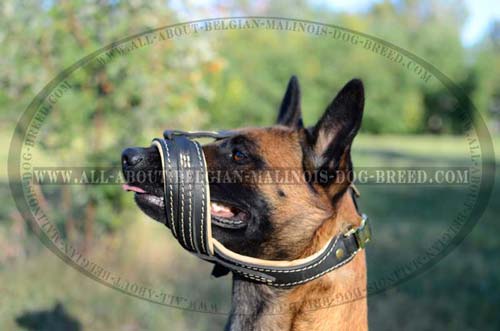 Malinois Leather Loop Like Dog Muzzle No Barking Possibility