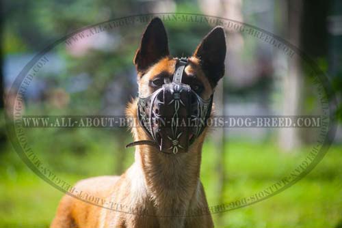 Belgian Malinois Leather Muzzle Unusual Realistic Image  Colored