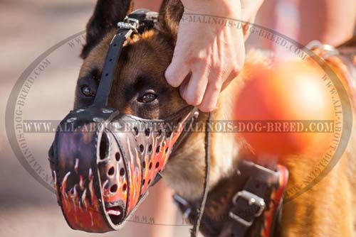 Malinois Uncommon Muzzle With Burning Fire Handcrafted  Painting